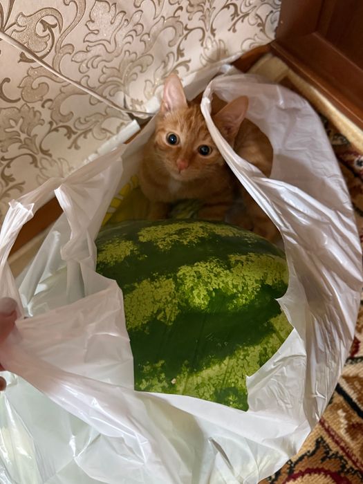 Отдам котенка в хорошие руки