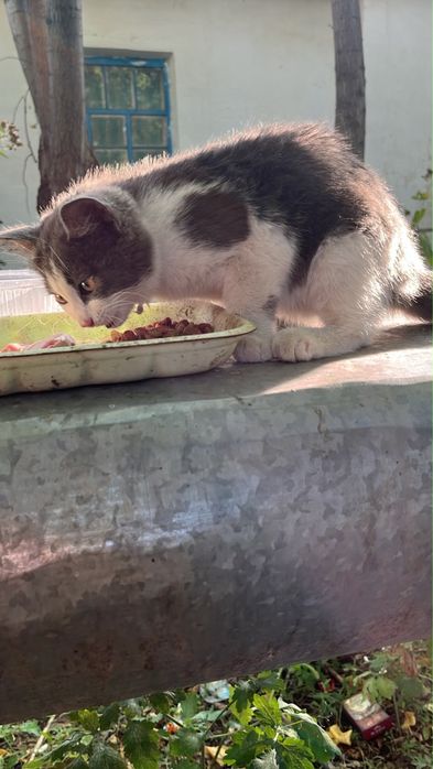 В поисках дома котенок