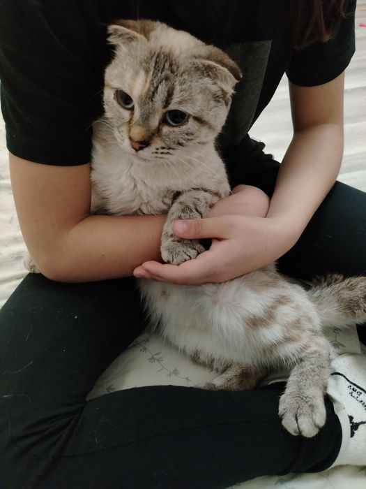 В добрые руки скотиш Фолд девочка