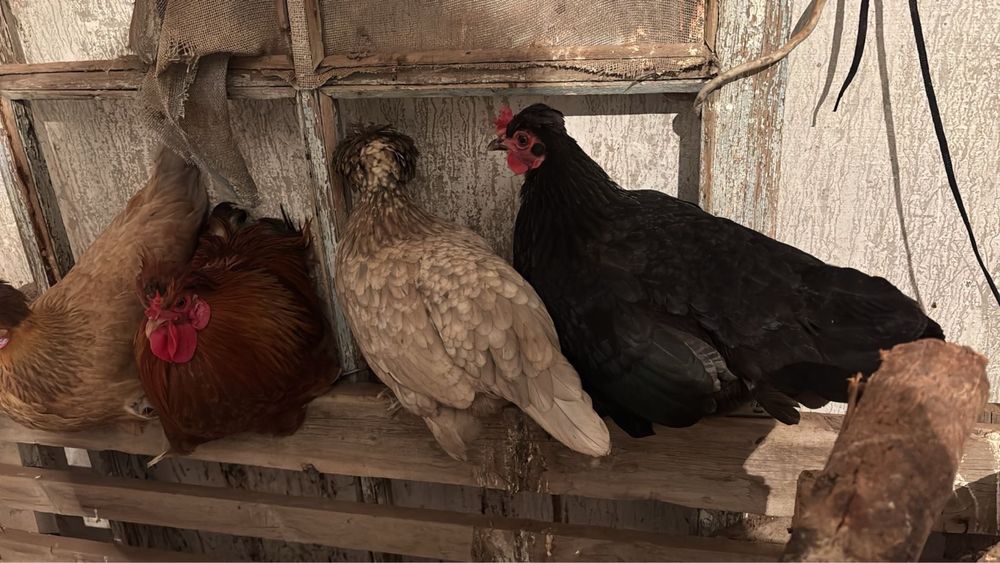 Карликовые куры.