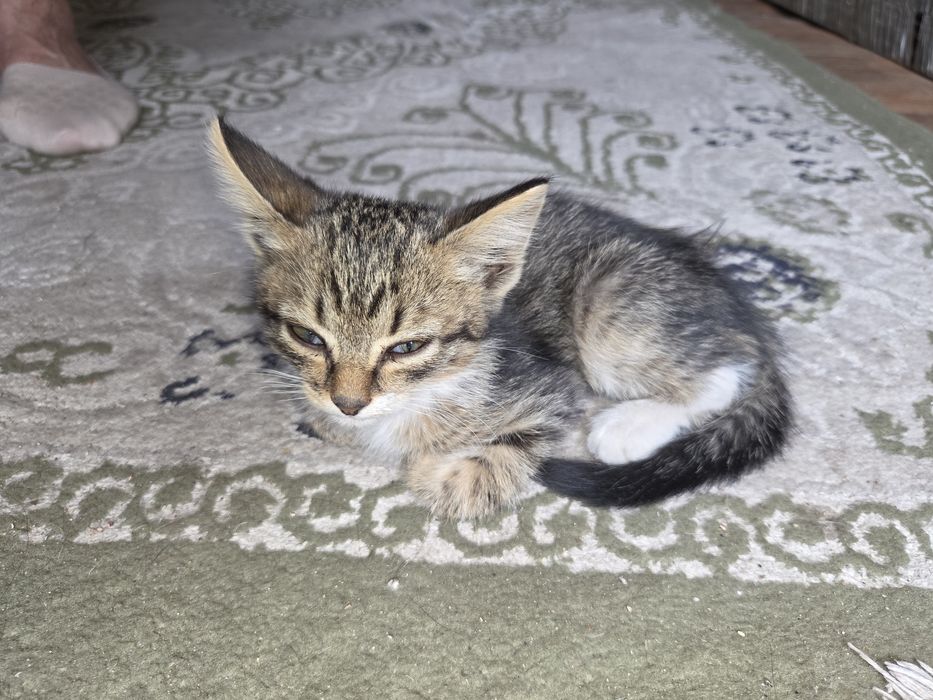 Отдам котят срочно. 2месяца