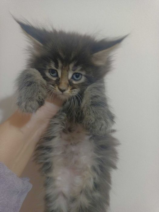 Котенца Мейн куун