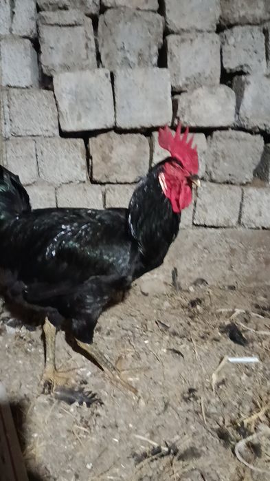 Қора шахзода хўрозлар