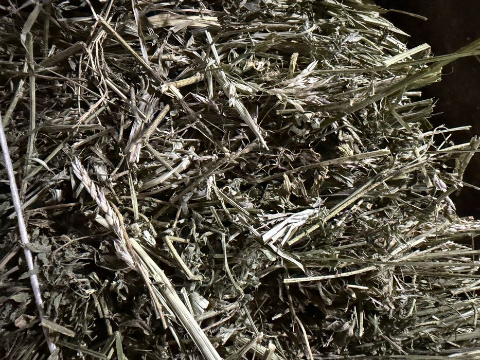 Сено суданка клевер