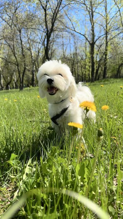 Вязка мальчик мальтийской болонки!