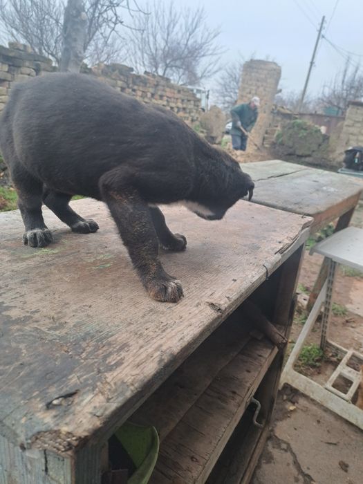 Кръстоска между Кенакорсо и Кавказ 3 кученца на по 2 месеца