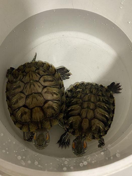 красноухая черепаха