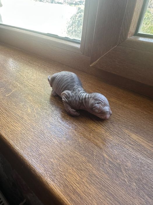Котенок сфинкс породы бронь