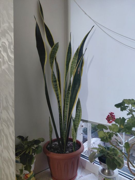 Продам цветок сансеверия