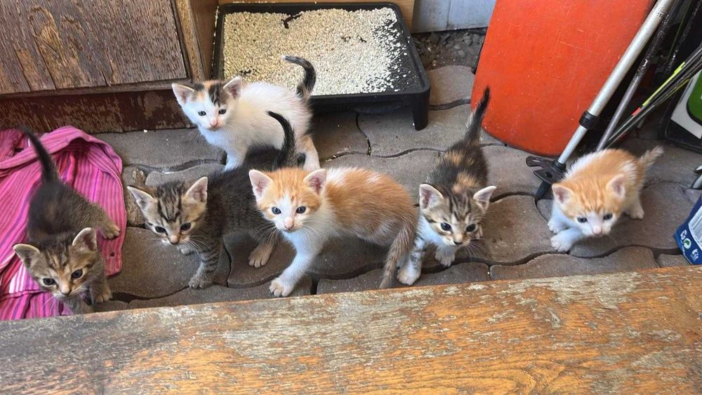 4 pisoi adorabili de 2 luni își caută familii iubitoare!