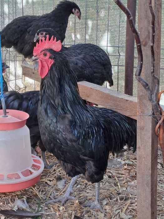 Vindem pui diferite  rase