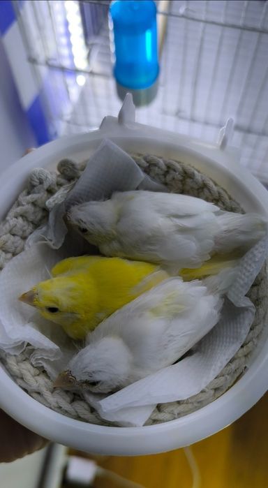 Канарейки овсяночного напева тройниковые.