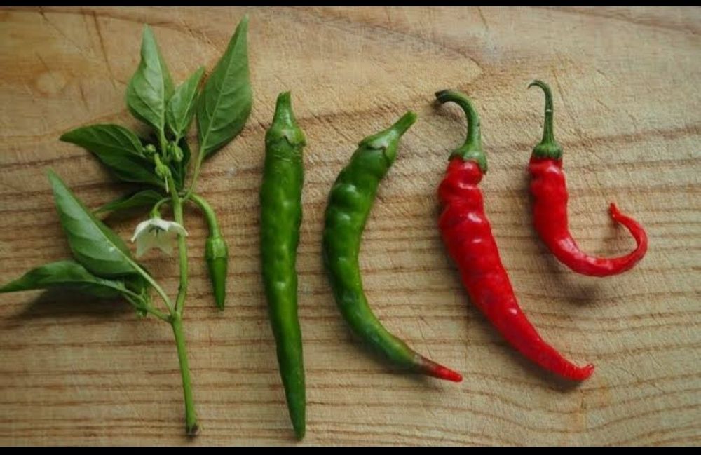 Семена перца сладкого,горького