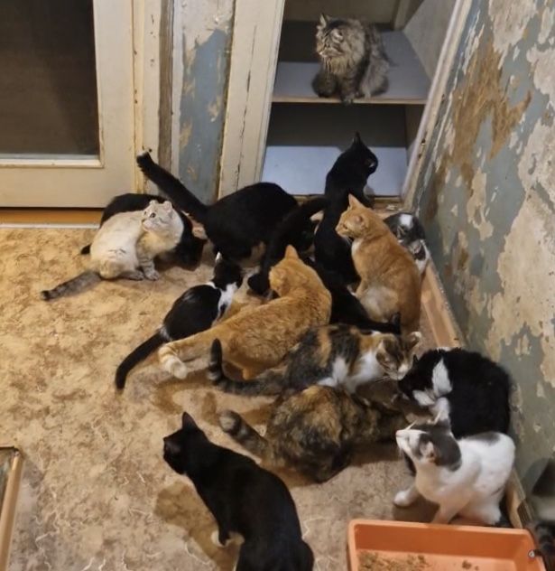 кот кошка котенок