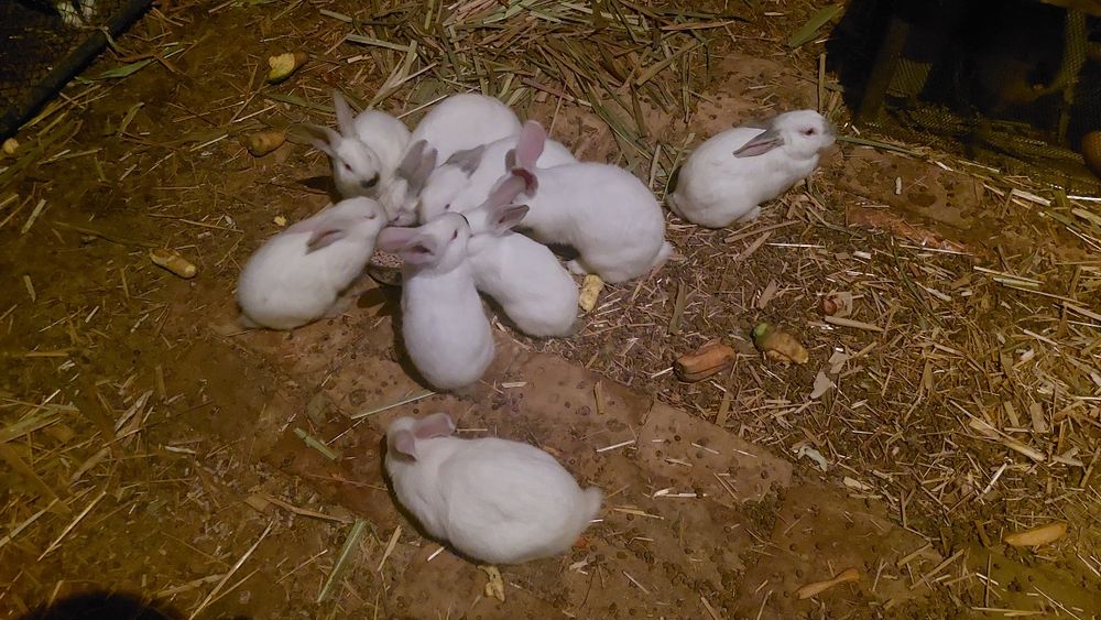 Quyon bolalari sotiladi.