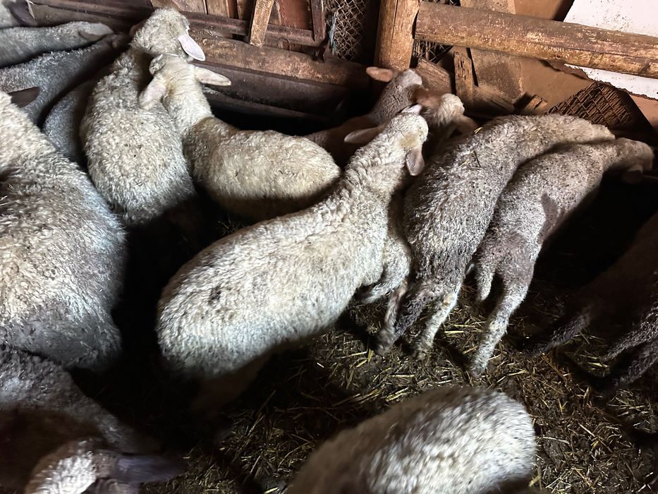 Агнета около 25 кг