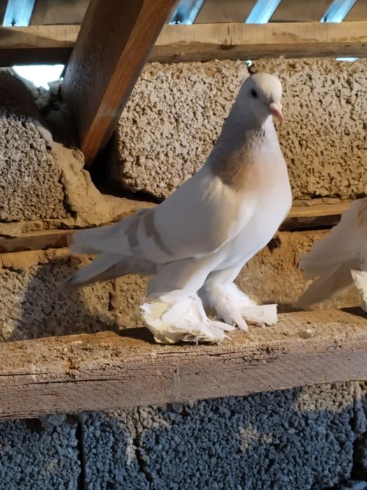 Голубь пепельный самец перс