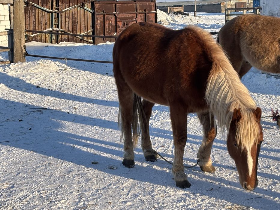 Продам жеребца или обмен