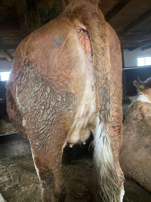 Vând juninci gestante