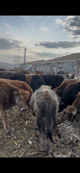 Bovine de vanzare urgent!!!