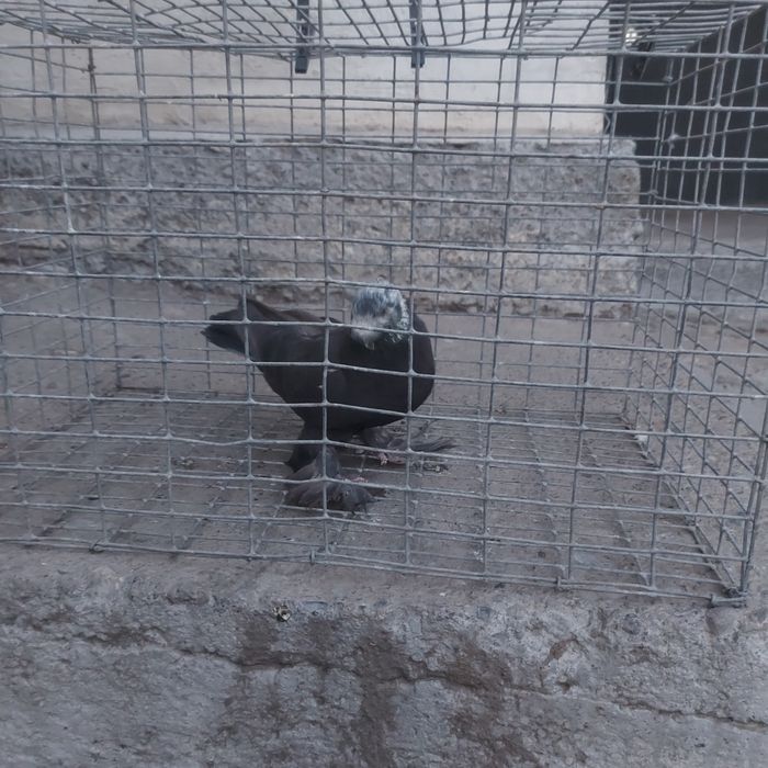 Соч самец лет игра гарантия