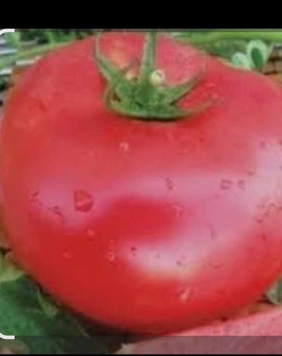 продам рассаду помидор