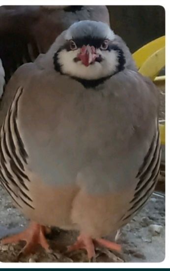 Кеклики горная куропатка