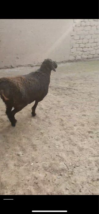 Кочкорлар суйишга бокишгабор