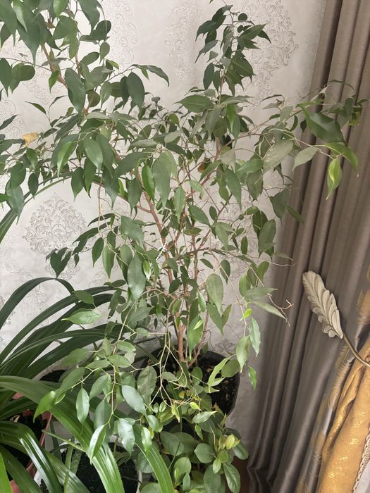 Гулдер сатылады