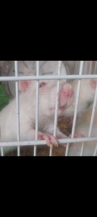 Крысята ручные, милые, домашние питомцы !!!