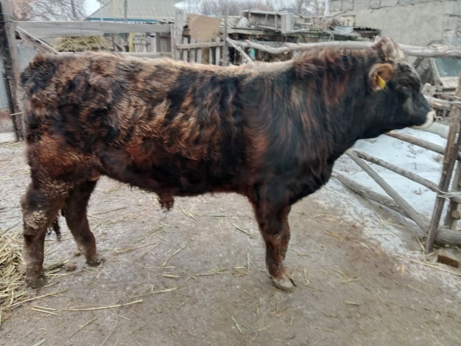 Продаю быка в откорме