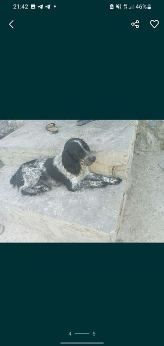 Ovchi kuchik sotiladi zoti toza