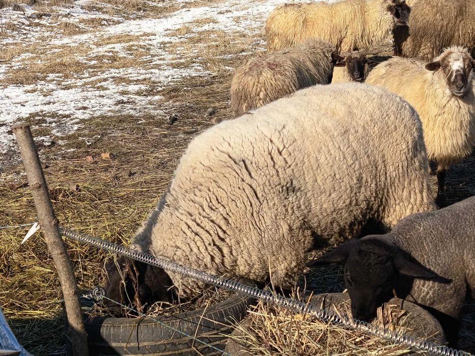 Berbec sufolk vârstă 2 ani