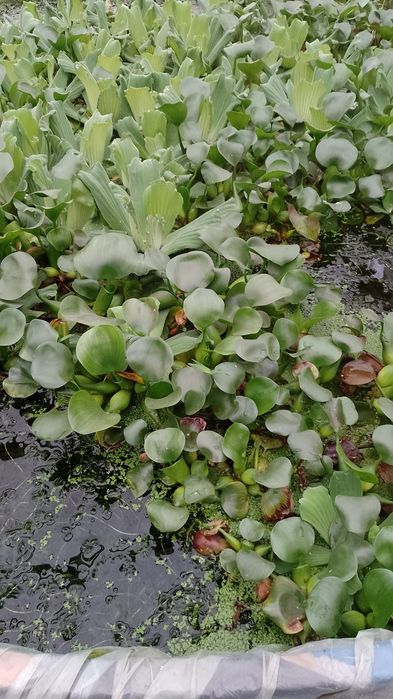 50 lei / 20 buc. Zambile amazoniene, salata de Nil, Egeria, plante de apa.
