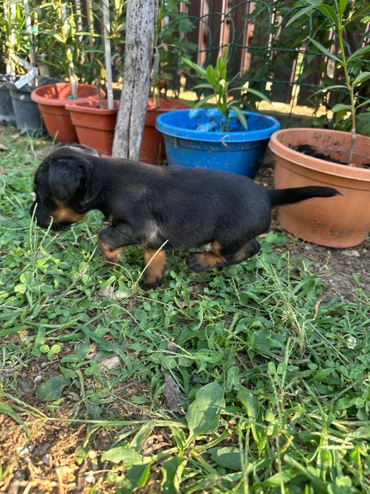 JagdTerrier German