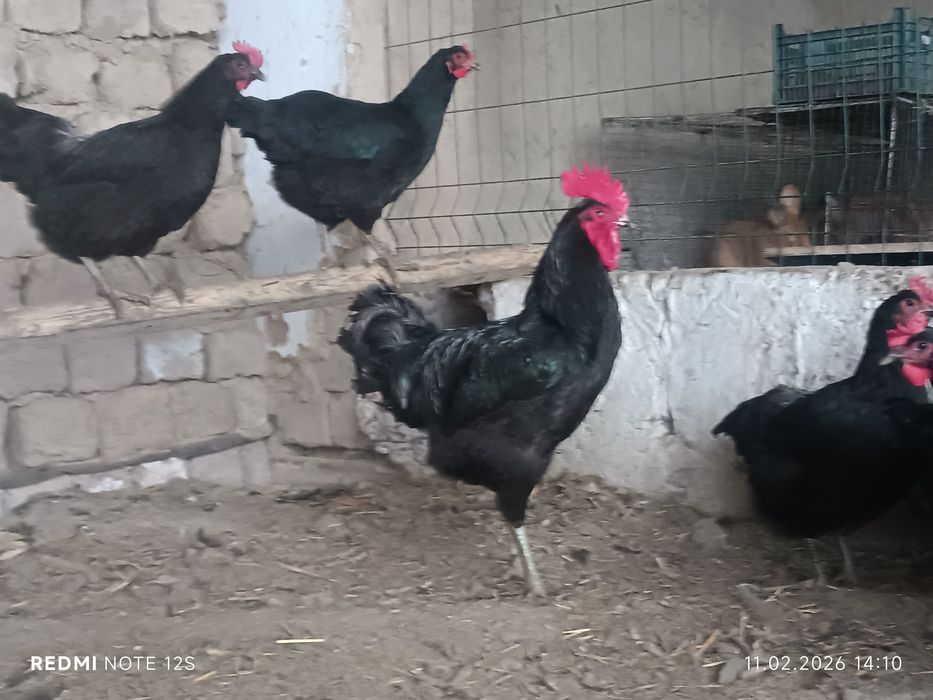 Qora shaxzoda gigant tuxum jo'jalariga zakaz olamiz