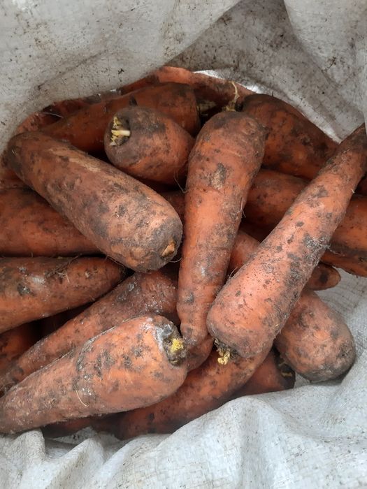 Продам морковь .