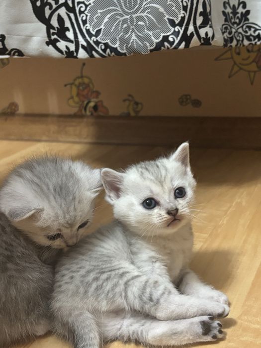 Продаются очаровательные котята!