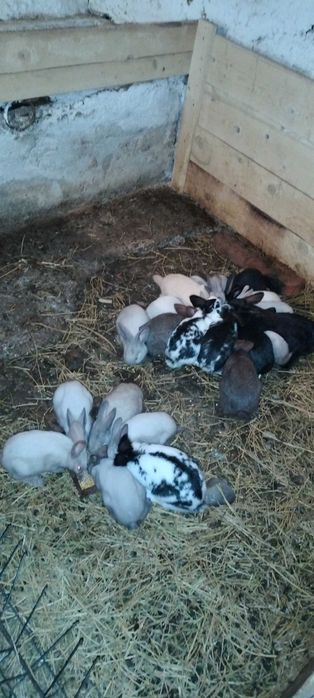 Vând iepuri secuiesc