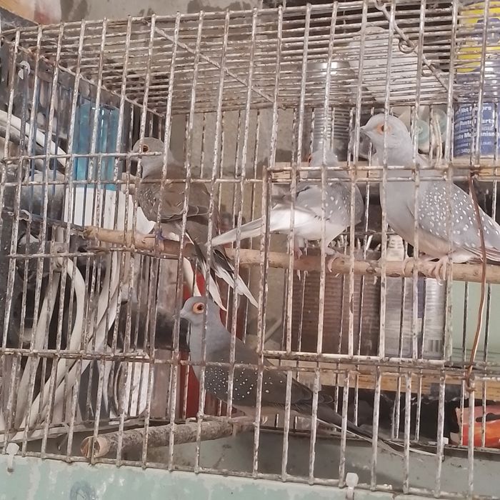 диамантени гугутки