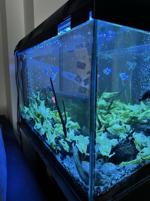 Acvariu 150L complet utilat