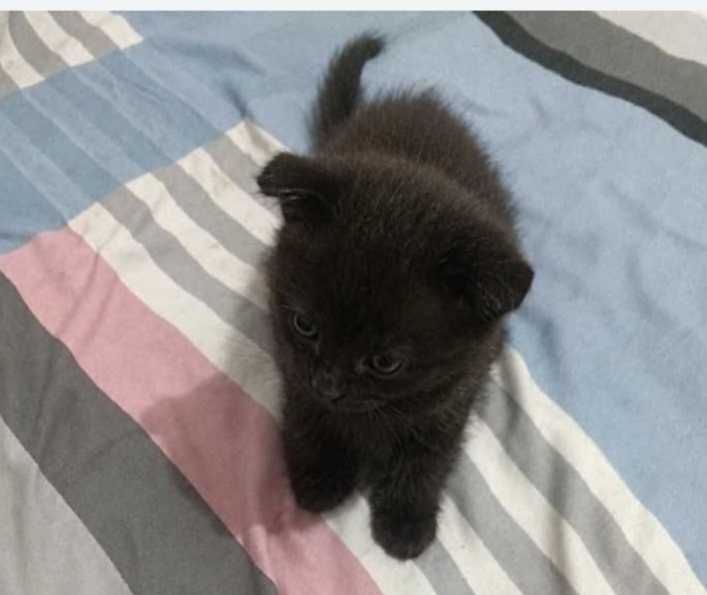 Продам котят породистых