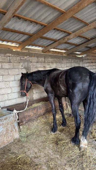 Айғыр сатылады 3 жасар