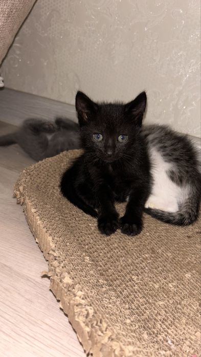 Пристраивается котята