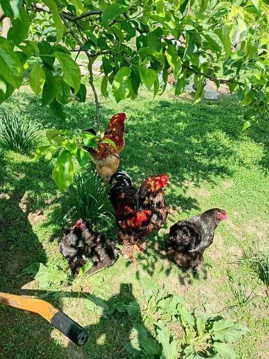Familie găini Brahma