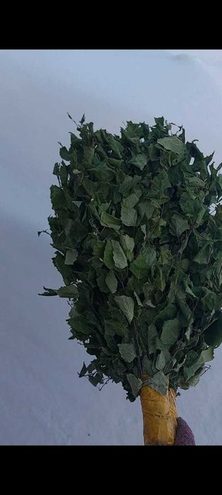 Берёзовые веники