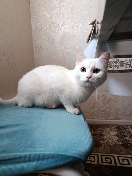 Мысык кымге керек