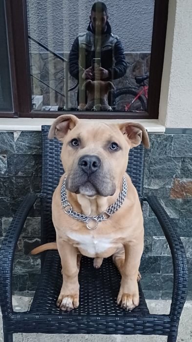 American bully standard