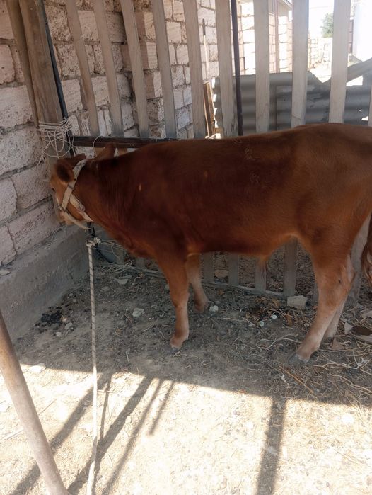 Еркек бызау саттылады