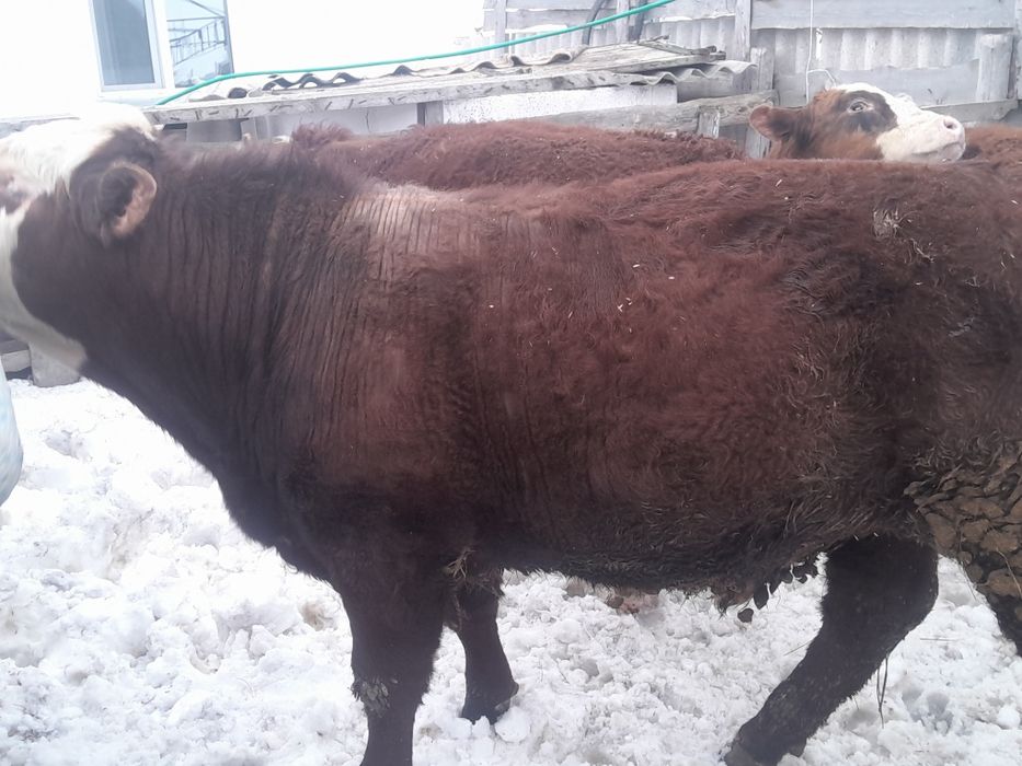 Продам три быка с откорма